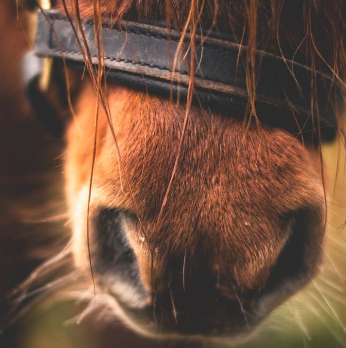 MHS Welsh Cob